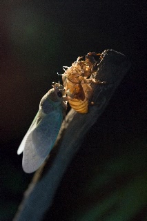 「アブラゼミ」のサムネイル画像