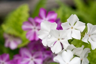 「シバザクラ」のサムネイル画像