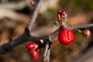 「長寿梅」のサムネイル画像