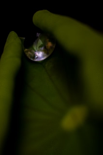 「即非蓮?」のサムネイル画像