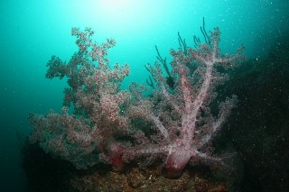 「双子」のサムネイル画像