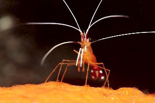 「アカシマシラヒゲエビ(アカスジモエビ,white-banded cleaner shrimp)」のサムネイル画像