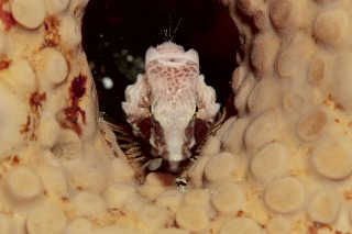 「クチバシカジカ(Grunt Sculpin)」のサムネイル画像