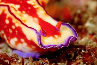 「ニシキウミウシ」のサムネイル画像