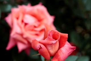 「大文字」のサムネイル画像