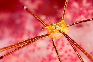 「オルトマンワラエビ(Ortmann's spider-crab)」のサムネイル画像