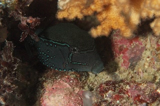 「Reticulate boxfish(レティキュレイトボックスフィッシュ)」のサムネイル画像