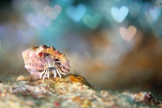 「ヤドカリの仲間」のサムネイル画像