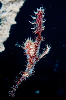 「ニシキフウライウオ(Ghost pipe fish)」のサムネイル画像