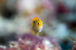 「メガネスズメダイ」のサムネイル画像