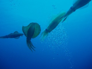 「産卵場所はこちらとなっております。」のサムネイル画像