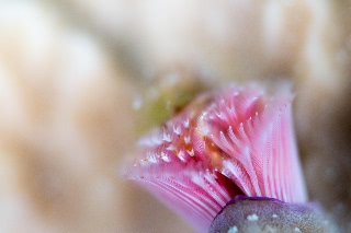 「イバラカンザシ(Christmas tree worm)」のサムネイル画像