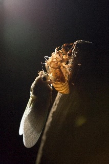 「アブラゼミ」のサムネイル画像