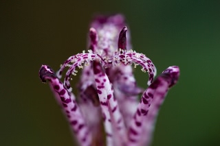 「ホトトギス属の仲間」のサムネイル画像