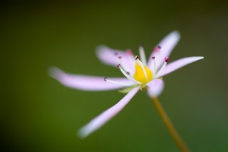 「ダイモンジソウ」のサムネイル画像