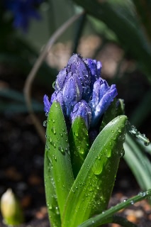 「植物の仲間」のサムネイル画像