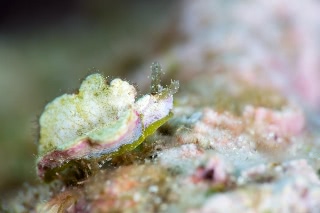 「ウミウシの仲間」のサムネイル画像