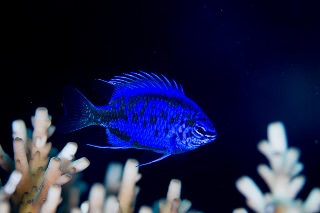 「springer's demoiselle(スプリンガーズ・ドゥモワゼル)」のサムネイル画像