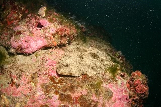「カレイ」のサムネイル画像