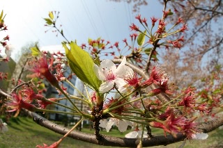 「ソメイヨシノ(染井吉野)」のサムネイル画像