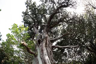 「ビャクシン」のサムネイル画像