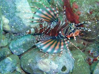 「キリンミノ」のサムネイル画像