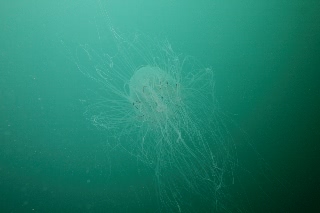 「カミクラゲ」のサムネイル画像