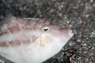 「カワハギ」のサムネイル画像