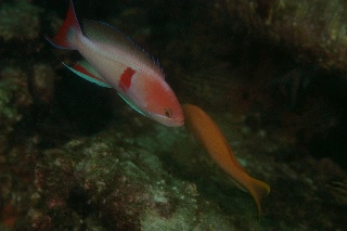 「アカオビハナダイ」のサムネイル画像