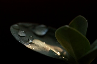 「トルコキキョウ」のサムネイル画像