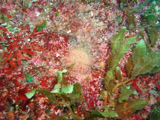 「カイウミヒドラ」のサムネイル画像