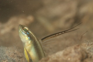 「black-spear shrimpgoby(ブラックスピアーシュリンプゴビー,Black-Mast Shrimpgoby)」のサムネイル画像