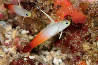 「ハタタテハゼ(Red fire Goby)」のサムネイル画像