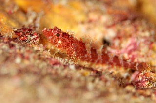 「無題」のサムネイル画像