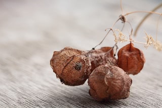 「風船蔓(フウセンカズラ)」のサムネイル画像