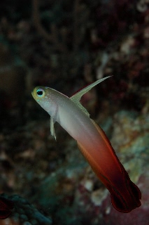 「ハタタテハゼ(Red fire Goby)」のサムネイル画像