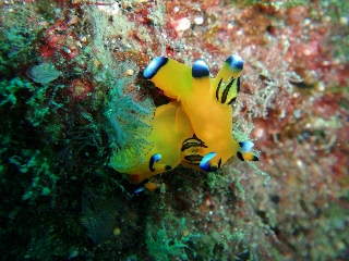 「ウデフリツノザヤウミウシ(ピカチュー)」のサムネイル画像