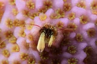 「カンザシヤドカリ(Coral Hermit Crab)」のサムネイル画像
