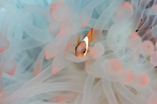 「ハマクマノミ」のサムネイル画像