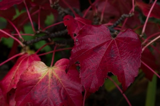 「植物の仲間」のサムネイル画像