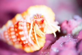 「ヤドカリの仲間」のサムネイル画像