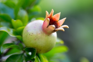 「ザクロ」のサムネイル画像