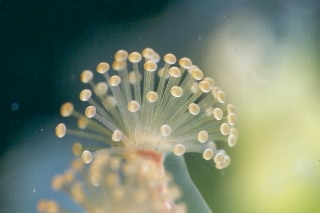 「シャンデリアクラゲの仲間」のサムネイル画像