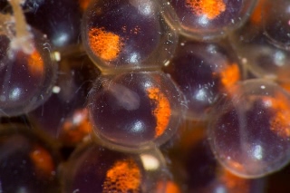 「クジメ」のサムネイル画像