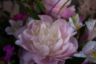 「シャクヤク(芍薬)」のサムネイル画像