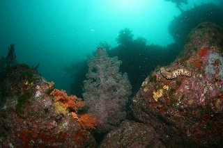 「ウミトサカ」のサムネイル画像
