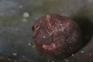 「ダンゴウオ(Lumpfish)」のサムネイル画像