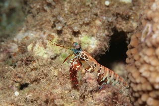 「モンハナジャコ」のサムネイル画像