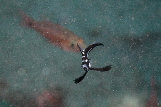 「ホホスジタルミ」のサムネイル画像