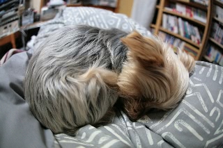 「ヨークシャー・テリア(Yorkshire Terrier)」のサムネイル画像